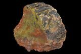 6" Colorful, Polished Petrified Wood Section - Arizona - #129533-1
